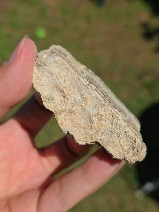 Stromatolite d'Auvergne D