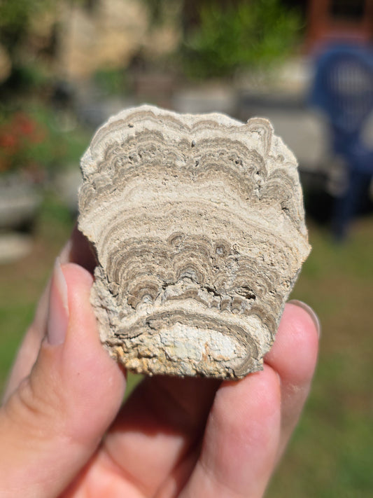 Stromatolite d'Auvergne F