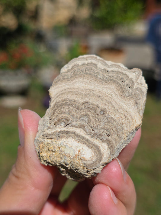 Stromatolite d'Auvergne F