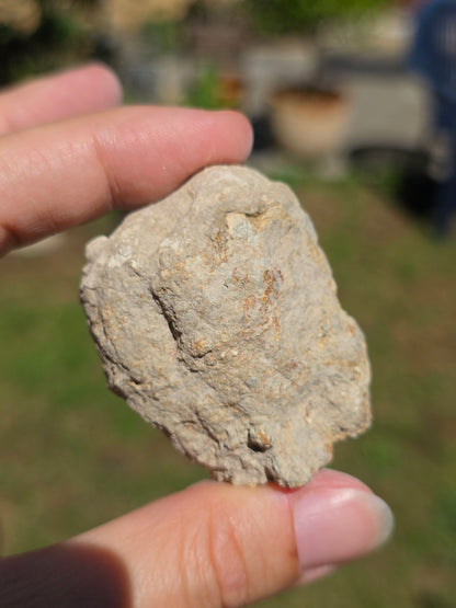 Stromatolite d'Auvergne F