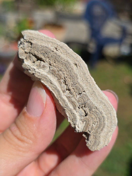 Stromatolite d'Auvergne G