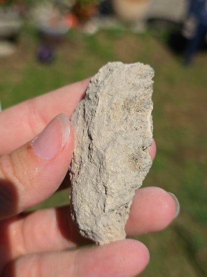 Stromatolite d'Auvergne G