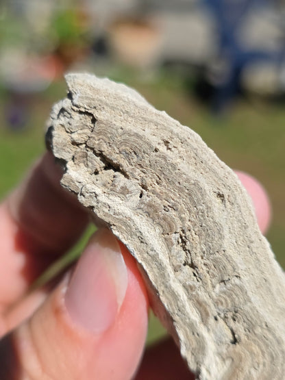 Stromatolite d'Auvergne G