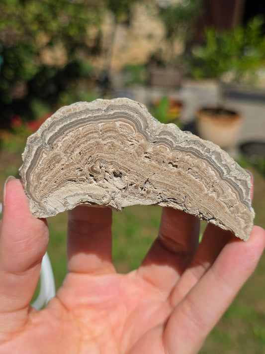 Stromatolite d'Auvergne I