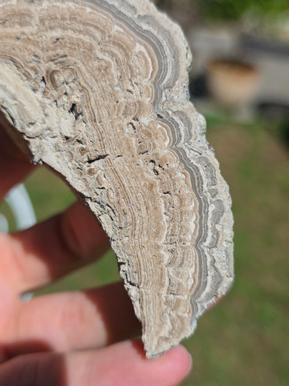 Stromatolite d'Auvergne I