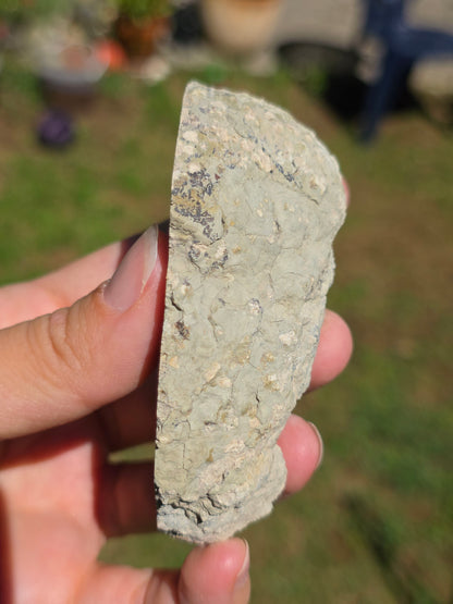 Stromatolite d'Auvergne I