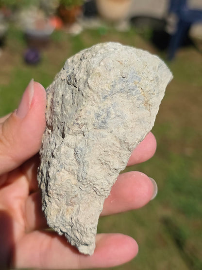 Stromatolite d'Auvergne I