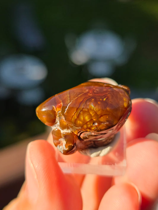 Agate feu du Mexique A9