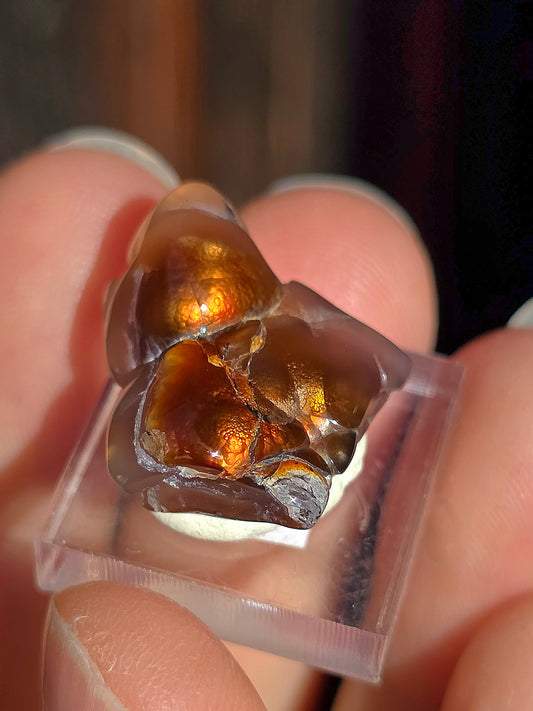 Agate feu du Mexique A15