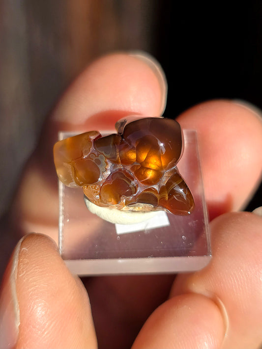 Agate feu du Mexique A16