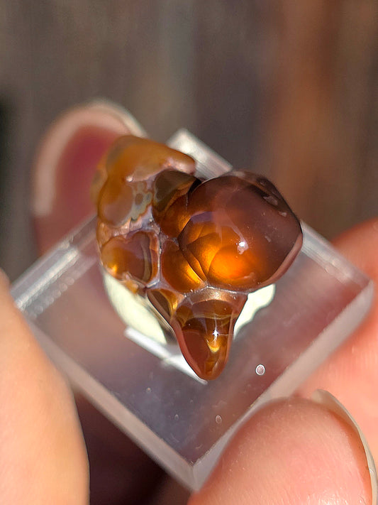 Agate feu du Mexique A16