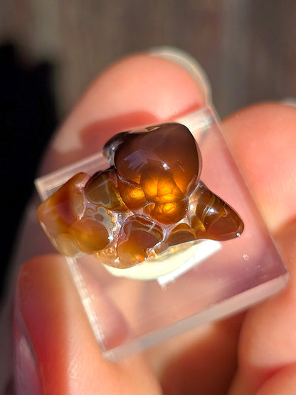 Agate feu du Mexique A16