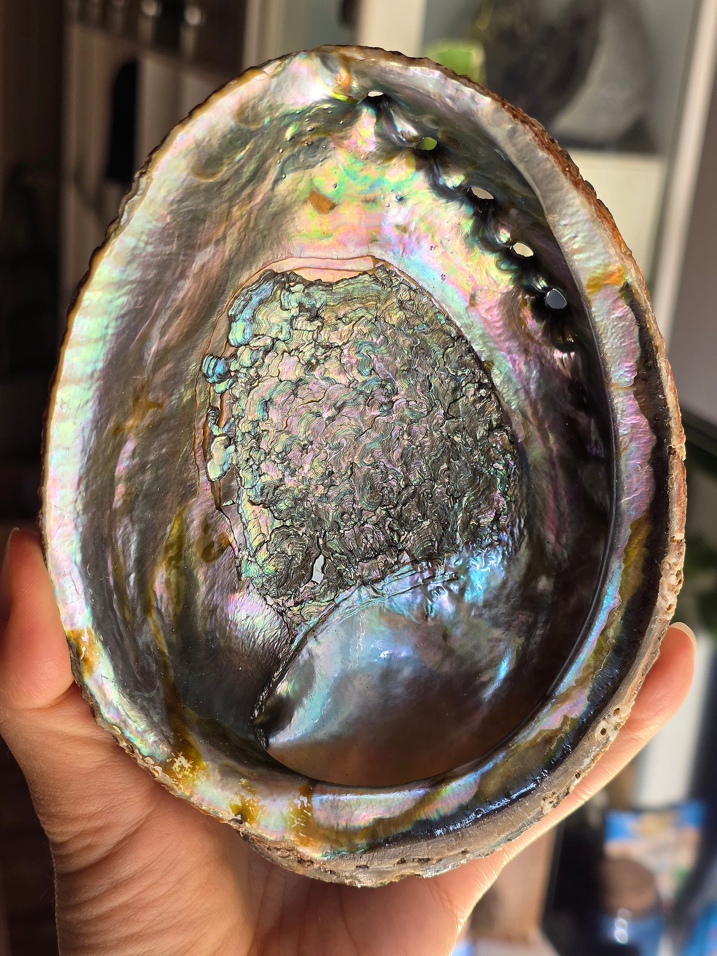 Superbe Coquille d'Ormeau A