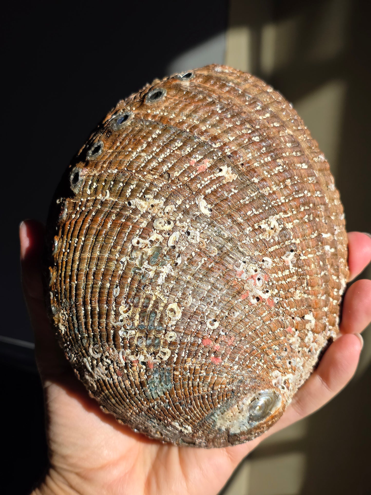 Superbe Coquille d'Ormeau A