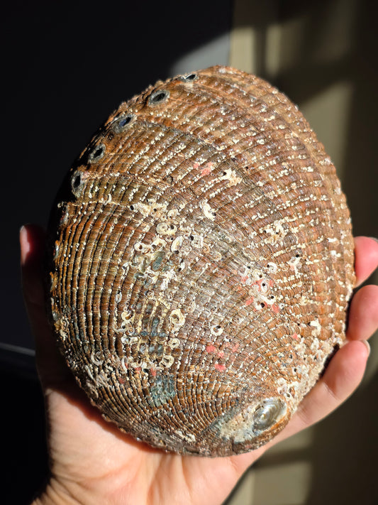 Superbe Coquille d'Ormeau A