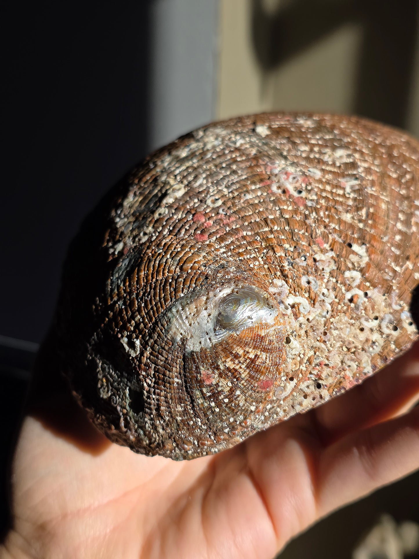Superbe Coquille d'Ormeau A