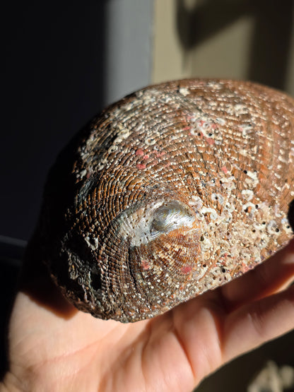 Superbe Coquille d'Ormeau A