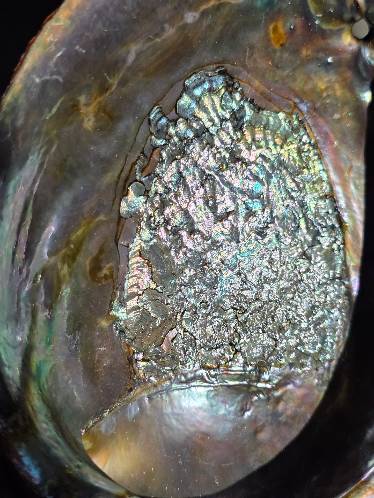 Superbe Coquille d'Ormeau A