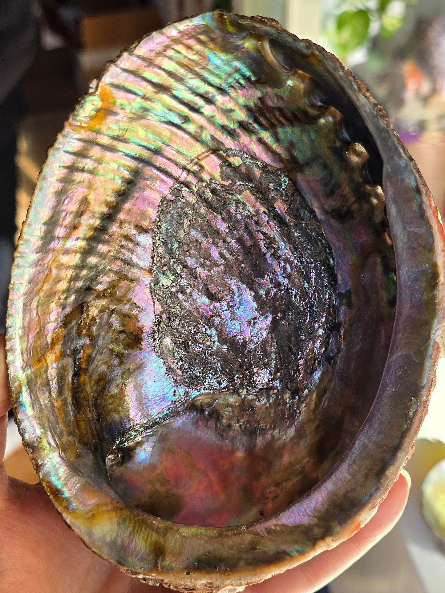 Superbe Coquille d'Ormeau B