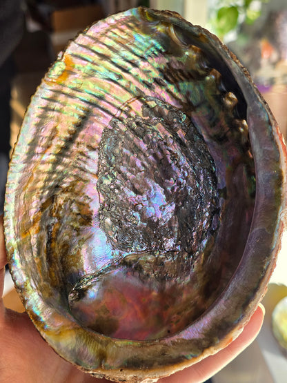 Superbe Coquille d'Ormeau B