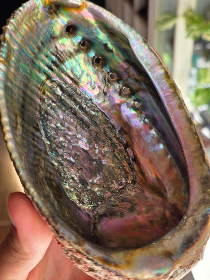 Superbe Coquille d'Ormeau B
