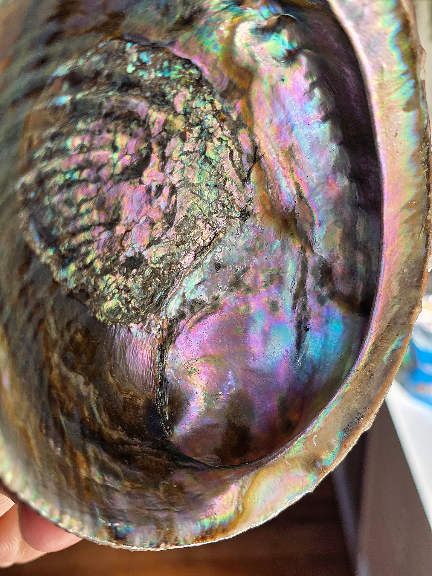 Superbe Coquille d'Ormeau B