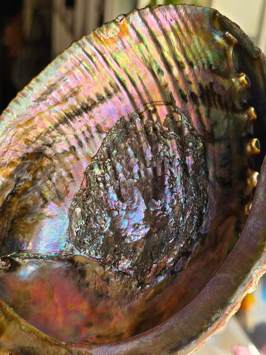 Superbe Coquille d'Ormeau B