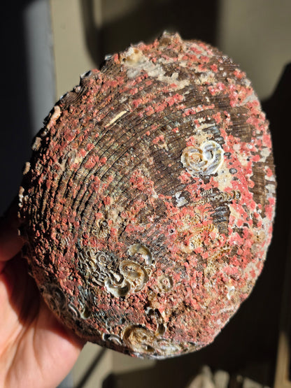 Superbe Coquille d'Ormeau B
