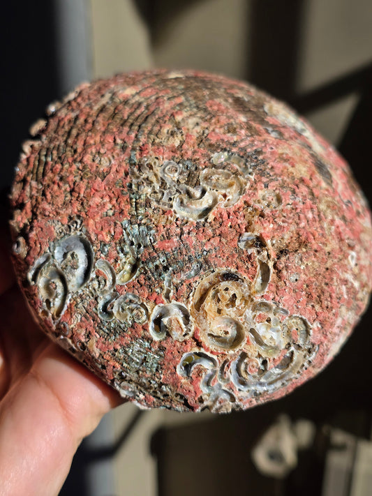 Superbe Coquille d'Ormeau B