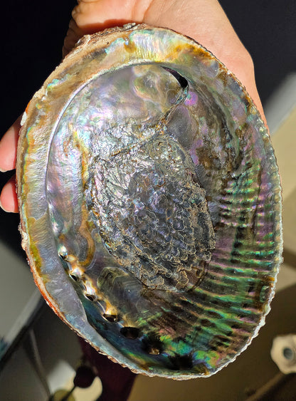 Superbe Coquille d'Ormeau B