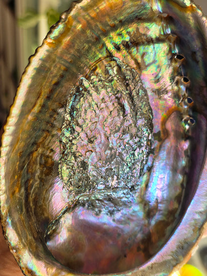 Superbe Coquille d'Ormeau B