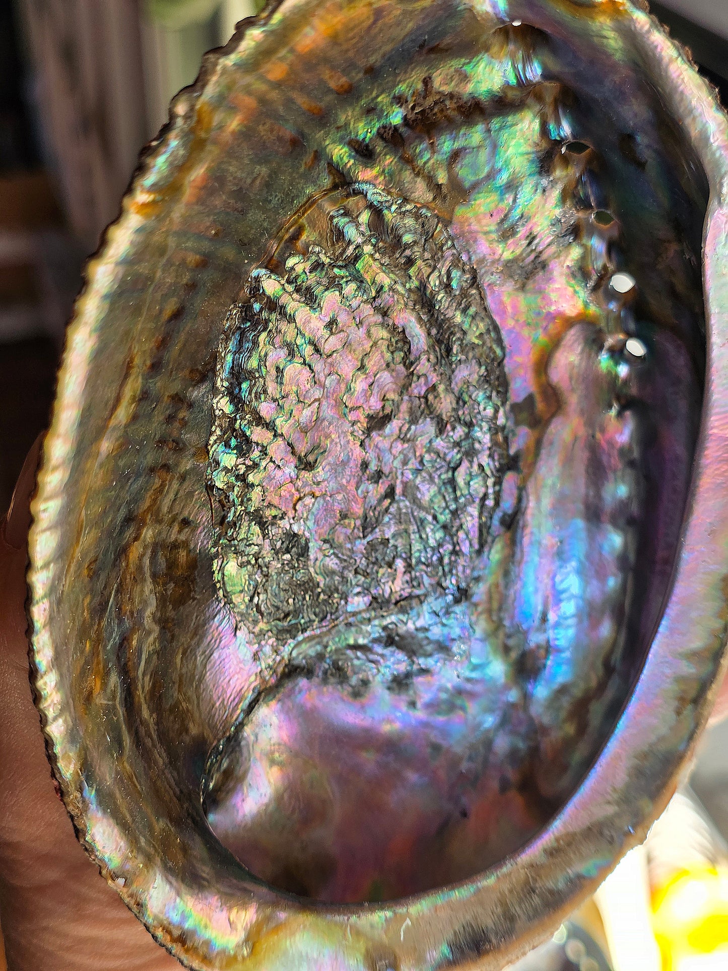 Superbe Coquille d'Ormeau B