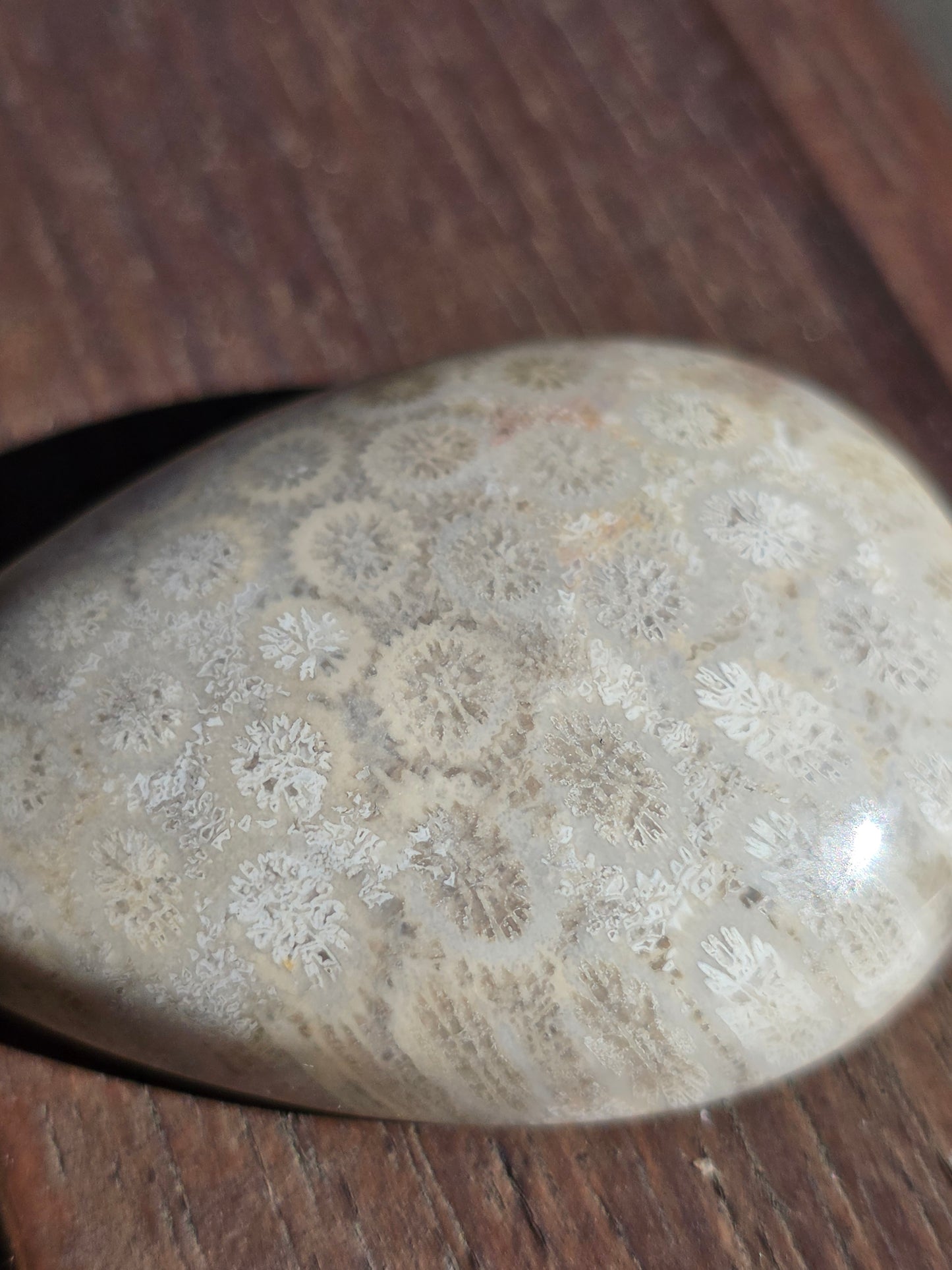 Pendentif Corail fossilisé