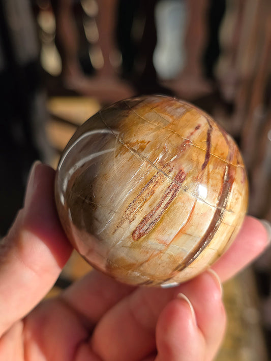 sphère en Bois Fossile 225g Madagascar