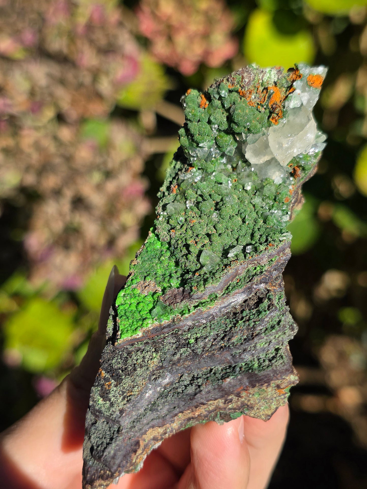 Conichalcite du Mexique