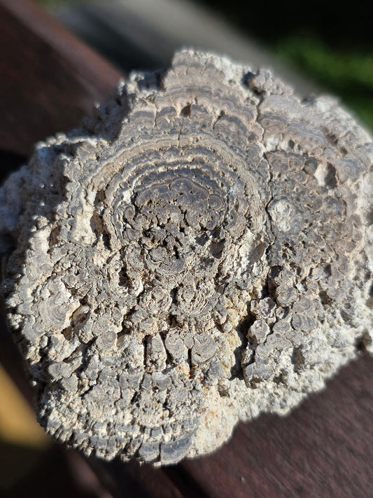 Stromatolite française n°1