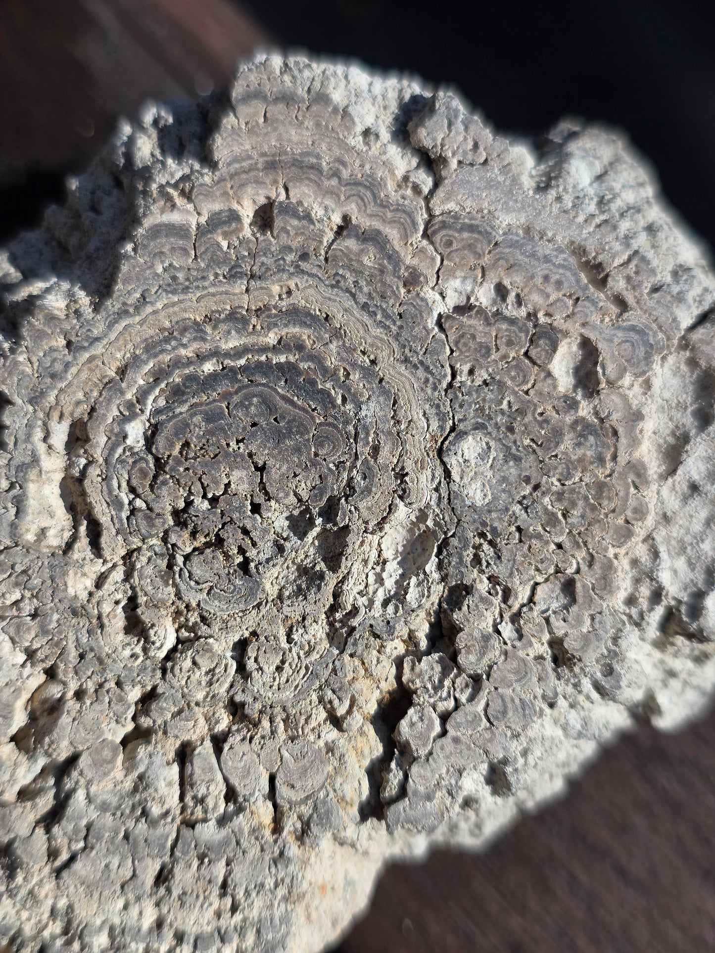 Stromatolite française n°1