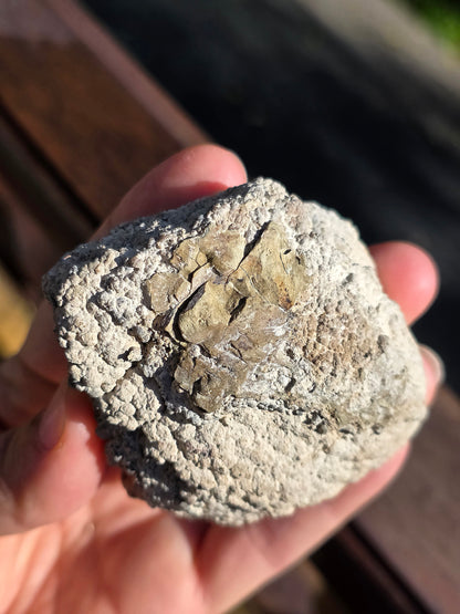 Stromatolite française n°1