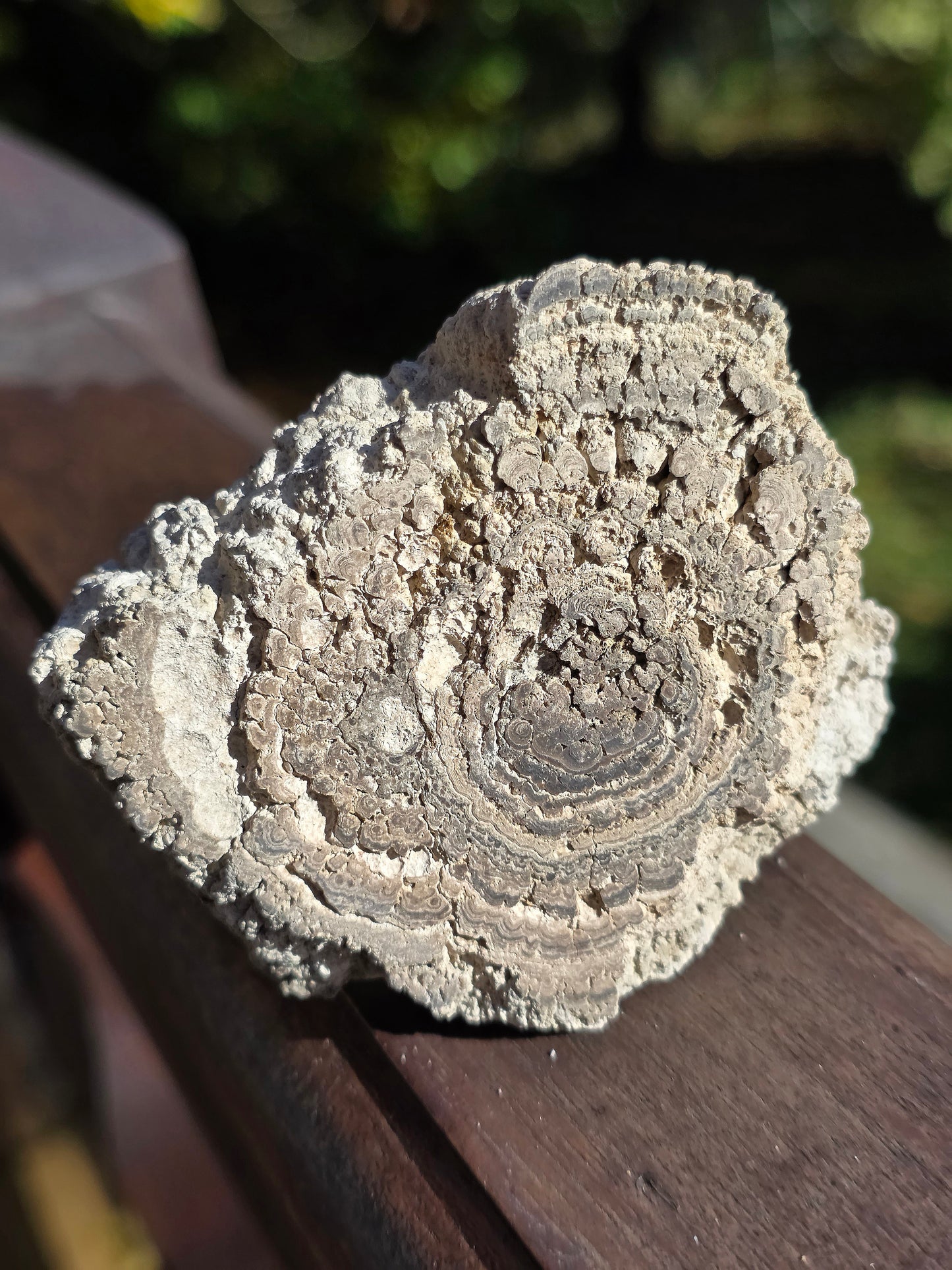 Stromatolite française n°1