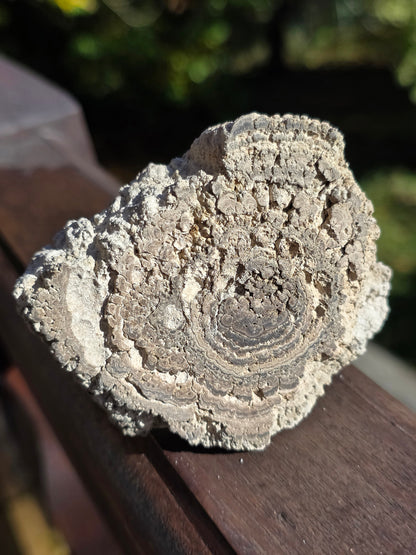 Stromatolite française n°1