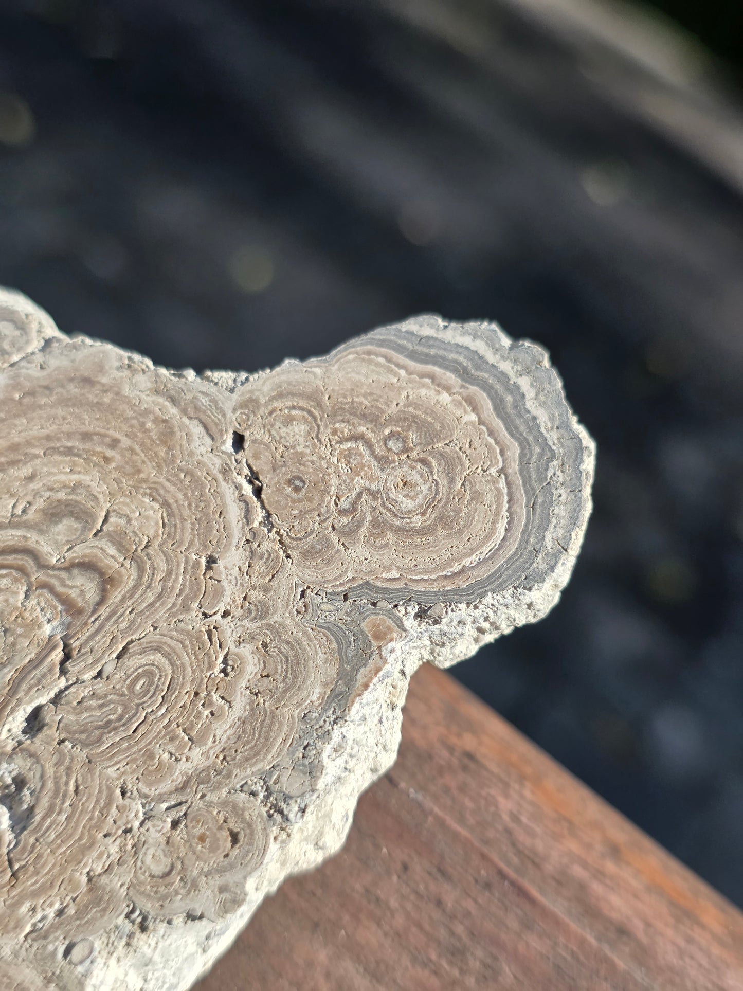 Stromatolite française n°2