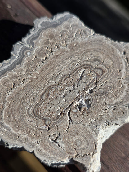 Stromatolite française n°2