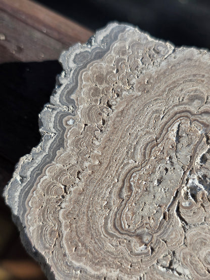 Stromatolite française n°2