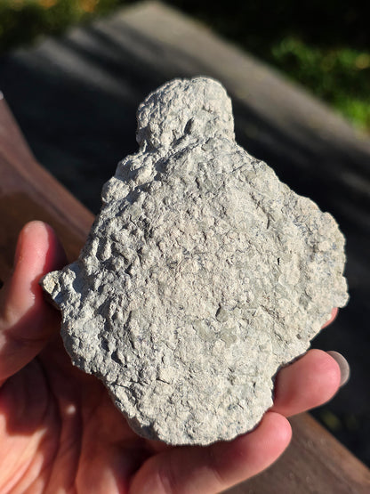 Stromatolite française n°2