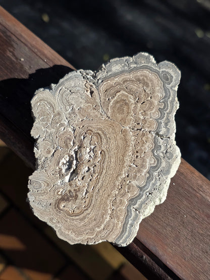 Stromatolite française n°3