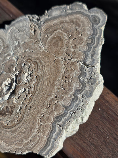 Stromatolite française n°3