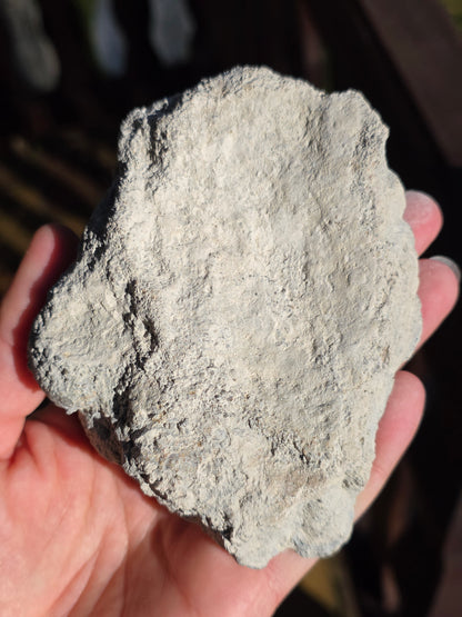 Stromatolite française n°3