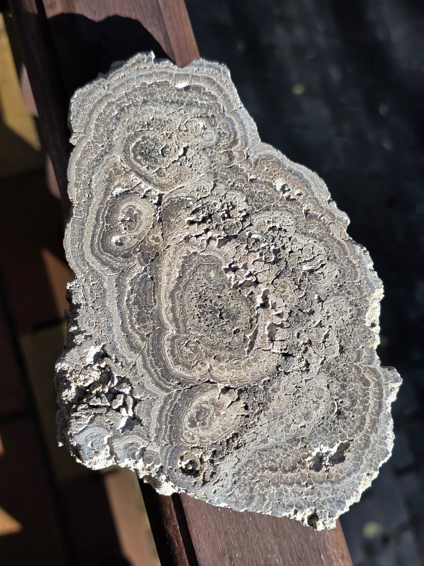 Stromatolite française n°4