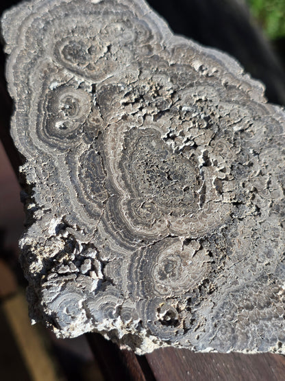 Stromatolite française n°4