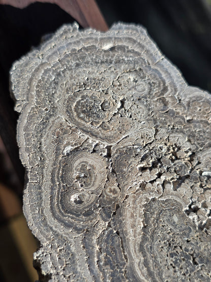 Stromatolite française n°4